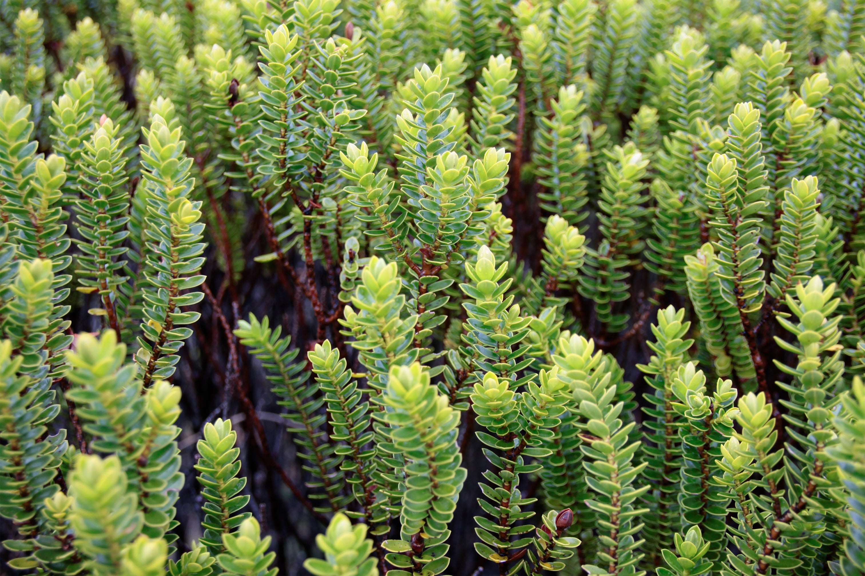 Stickers Patches – Alpinecho